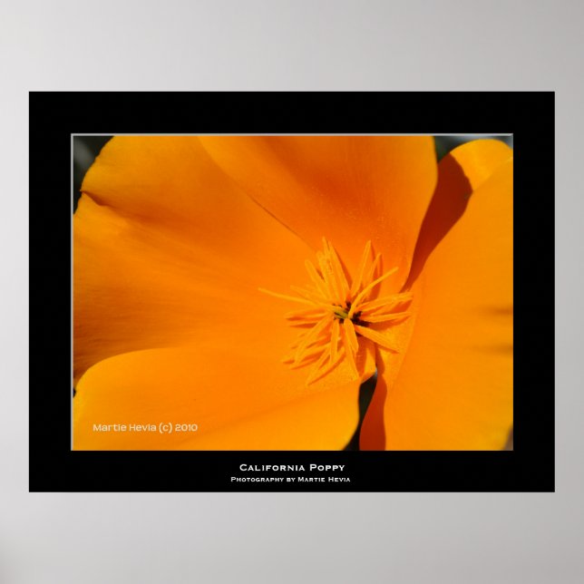 "California Poppy" Poster (Vorne)