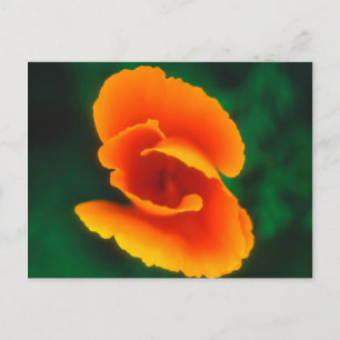 California Poppy Postkarte