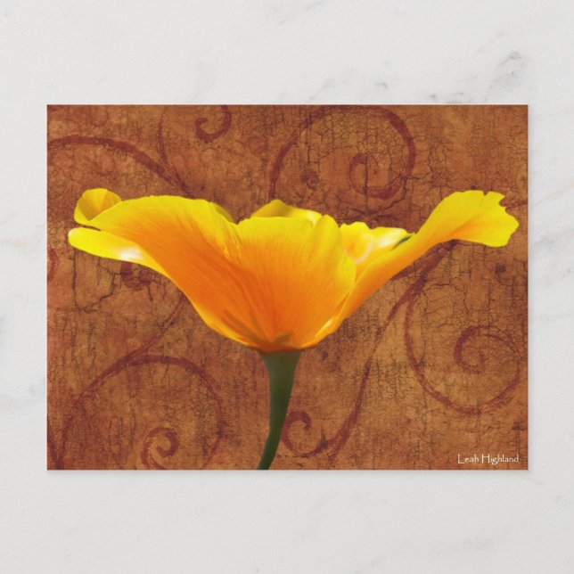 California Poppy Postkarte (Vorderseite)