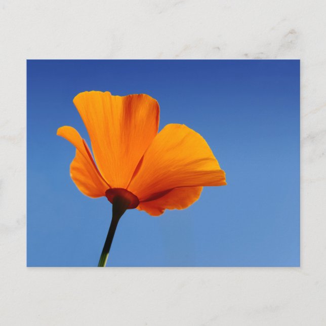 California Poppy Postkarte (Vorderseite)