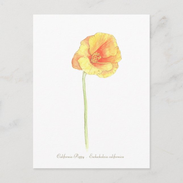 California Poppy Postkarte (Vorderseite)
