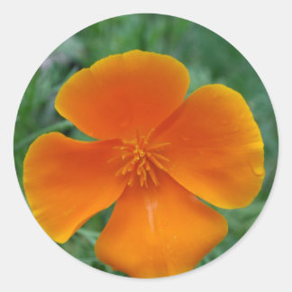 California Poppy Runder Aufkleber