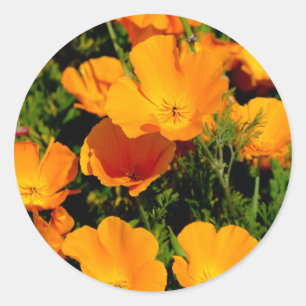 "California Poppy" Runder Aufkleber