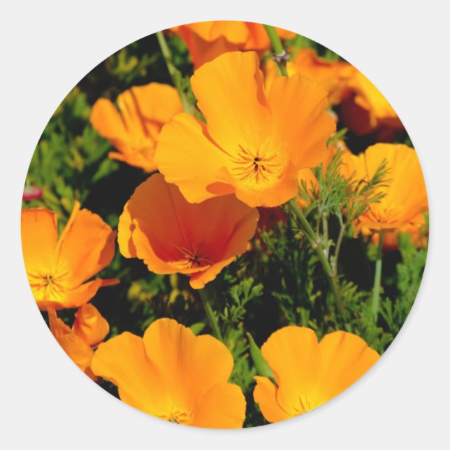 "California Poppy" Runder Aufkleber (Vorderseite)