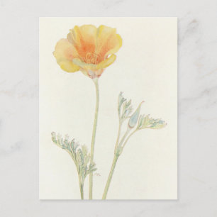 California Poppy von Margaret Armstrong Postkarte