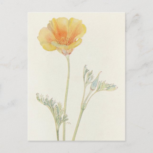 California Poppy von Margaret Armstrong Postkarte (Vorderseite)