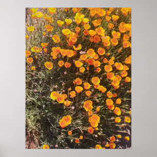 California Poppy Wildblume Meadow Poster