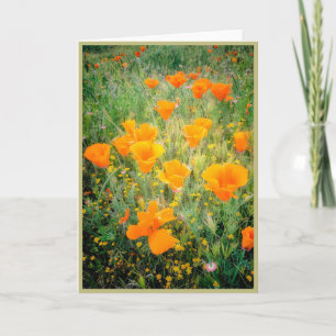 California Poppy's Karte