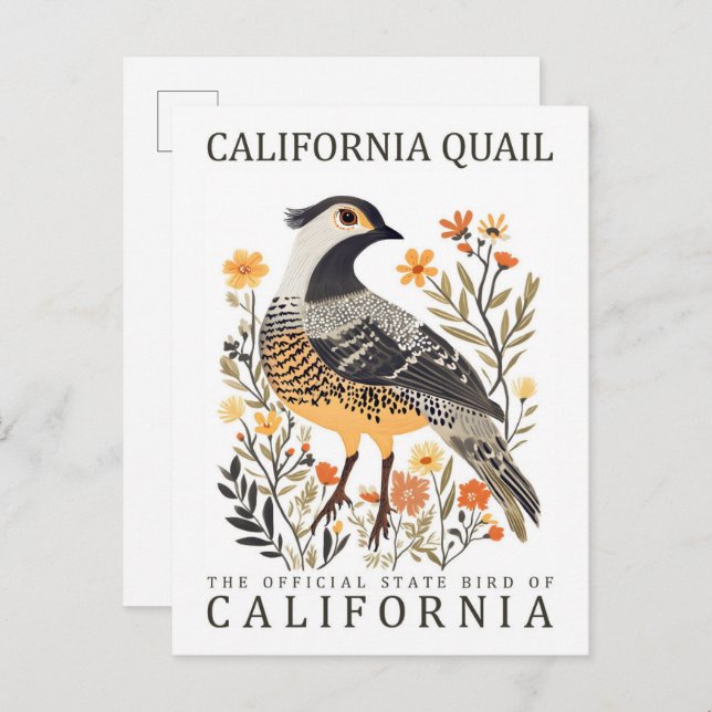 California Quail Bird of California USA Travel Postkarte (Vorne/Hinten)