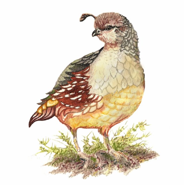 California Quail, Garden Bird Freistehende Fotoskulptur (Vorne)