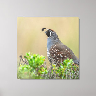 California Quail Leinwanddruck
