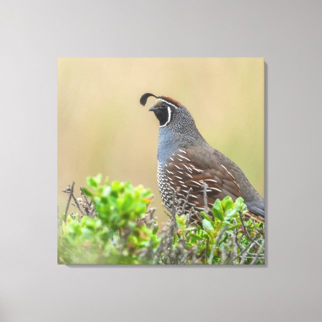 California Quail Leinwanddruck (Vorderseite)