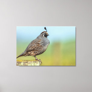 California Quail Leinwanddruck