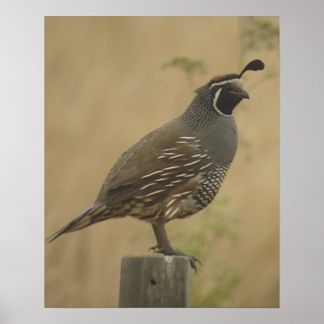 California Quail Poster (Vorne)