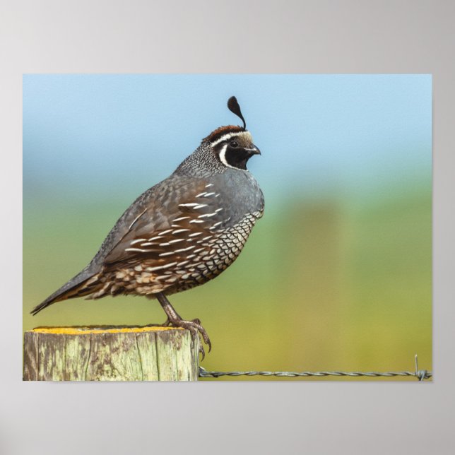 California Quail Poster (Vorne)