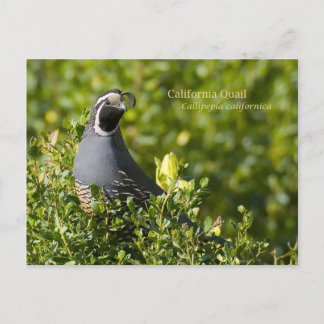 California Quail Postkarte