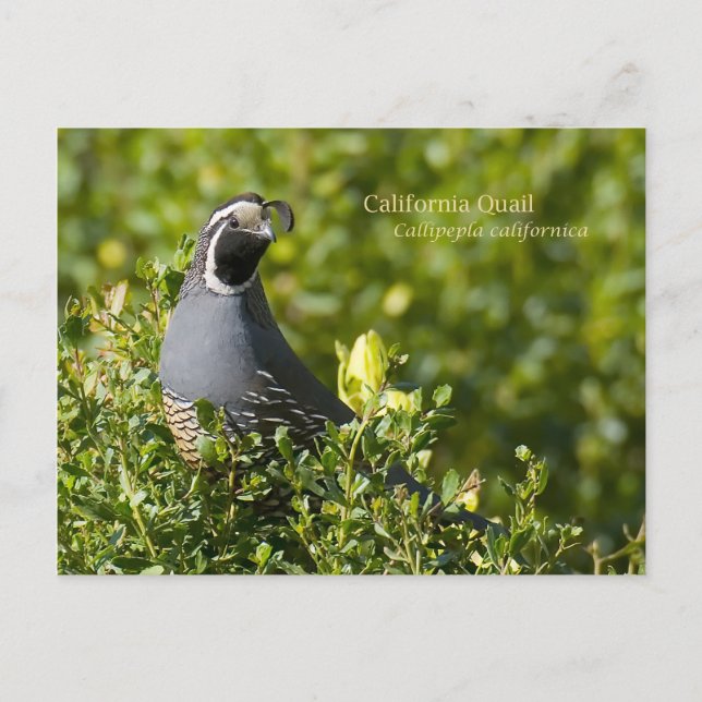 California Quail Postkarte (Vorderseite)