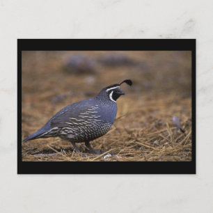 California Quail Postkarte
