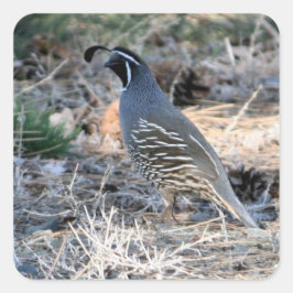 California Quail - Square Sticker