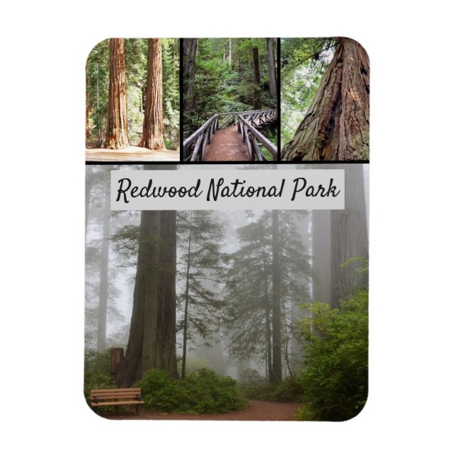 California Redwood National Park Sequoia Trees Magnet (Vertikal)