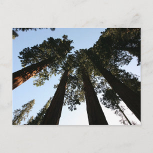 California Redwood Tree Postcard Postkarte