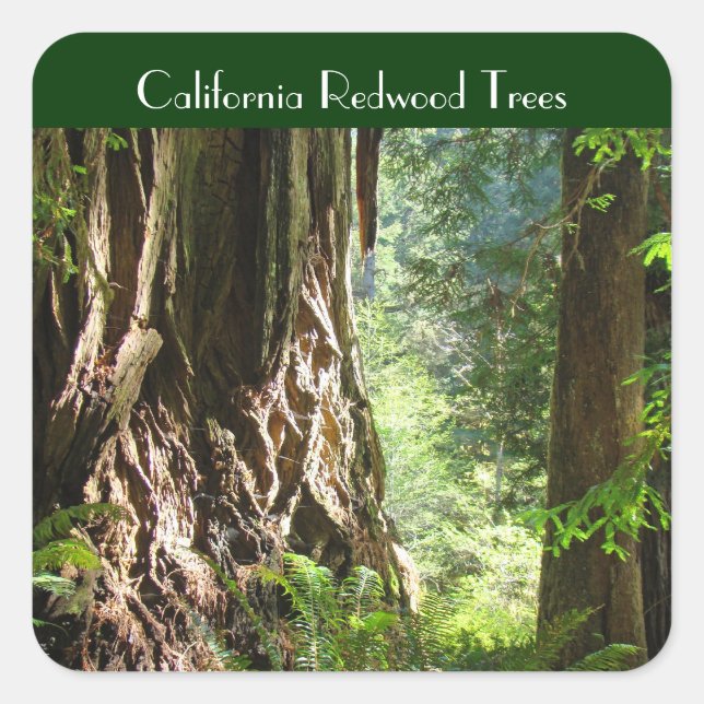 California Redwood Trees Aufkleber (Vorderseite)