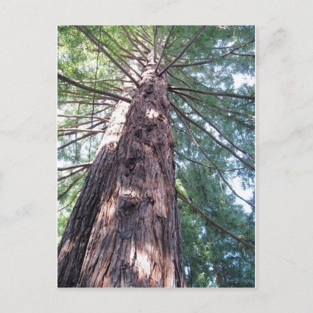 California Redwood Upshot Postkarte (Vorderseite)