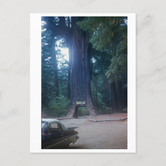 California Redwood Vintage Car Postkarte