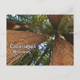 California Redwoods - Big Trees Postcard Postkarte