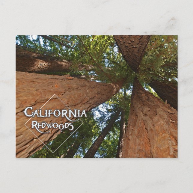 California Redwoods - Big Trees Postcard Postkarte (Vorderseite)