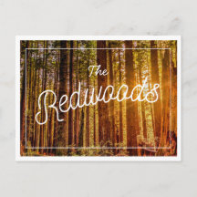 California Redwoods Foto Postcard