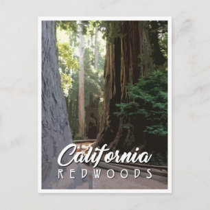California Redwoods Post Card Postkarte