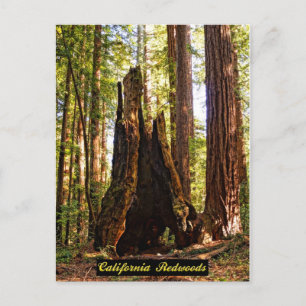 California Redwoods Postcard Postkarte