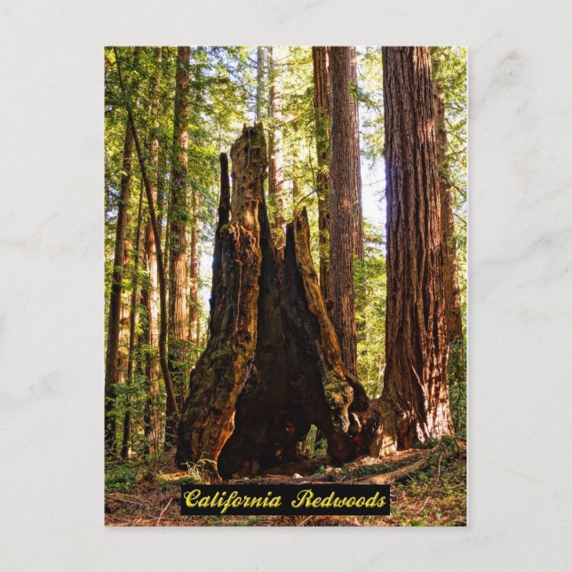 California Redwoods Postcard Postkarte (Vorderseite)