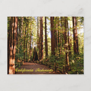 California Redwoods Postcard Postkarte