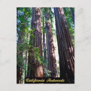 California Redwoods Postcard Postkarte
