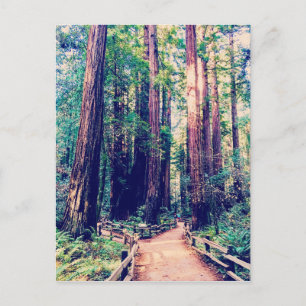 California Redwoods Postkarte