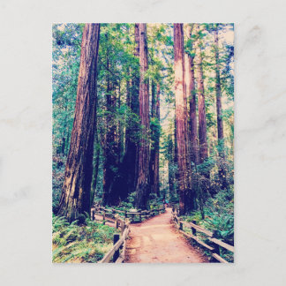 California Redwoods Postkarte