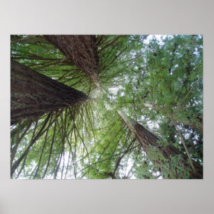 California Redwoods Print Poster