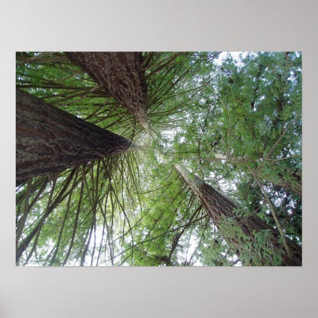 California Redwoods Print Poster (Vorne)