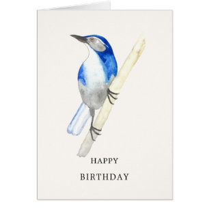 California Scrub Jay Happy Birthday Card