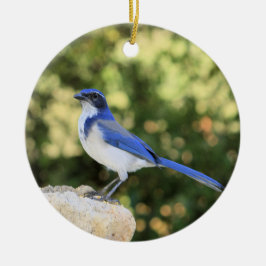 California Scrub Jay Keramik Ornament