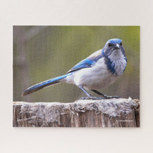 California Scrub Jay Songbird auf Treestump Puzzle