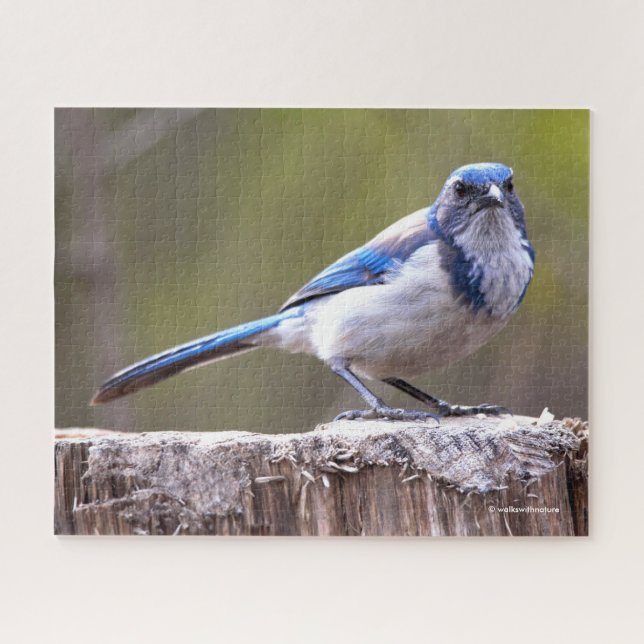 California Scrub Jay Songbird auf Treestump Puzzle (Horizontal)
