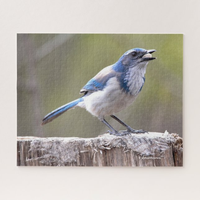 California Scrub Jay Songbird auf Treestump Puzzle (Horizontal)
