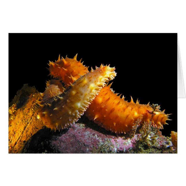 California Sea Cucumber Liebe (Vorderseite (Horizontal))