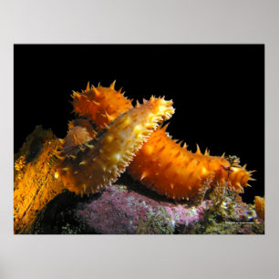California Sea Cucumber Liebe - Kunstdrucke Poster