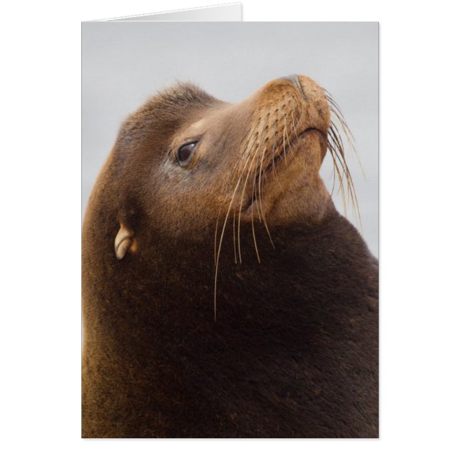 California Sea Lion (Vorne)