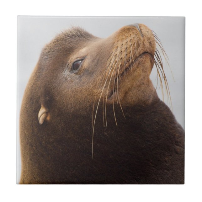 California Sea Lion Fliese (Vorderseite)