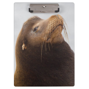 California Sea Lion Klemmbrett